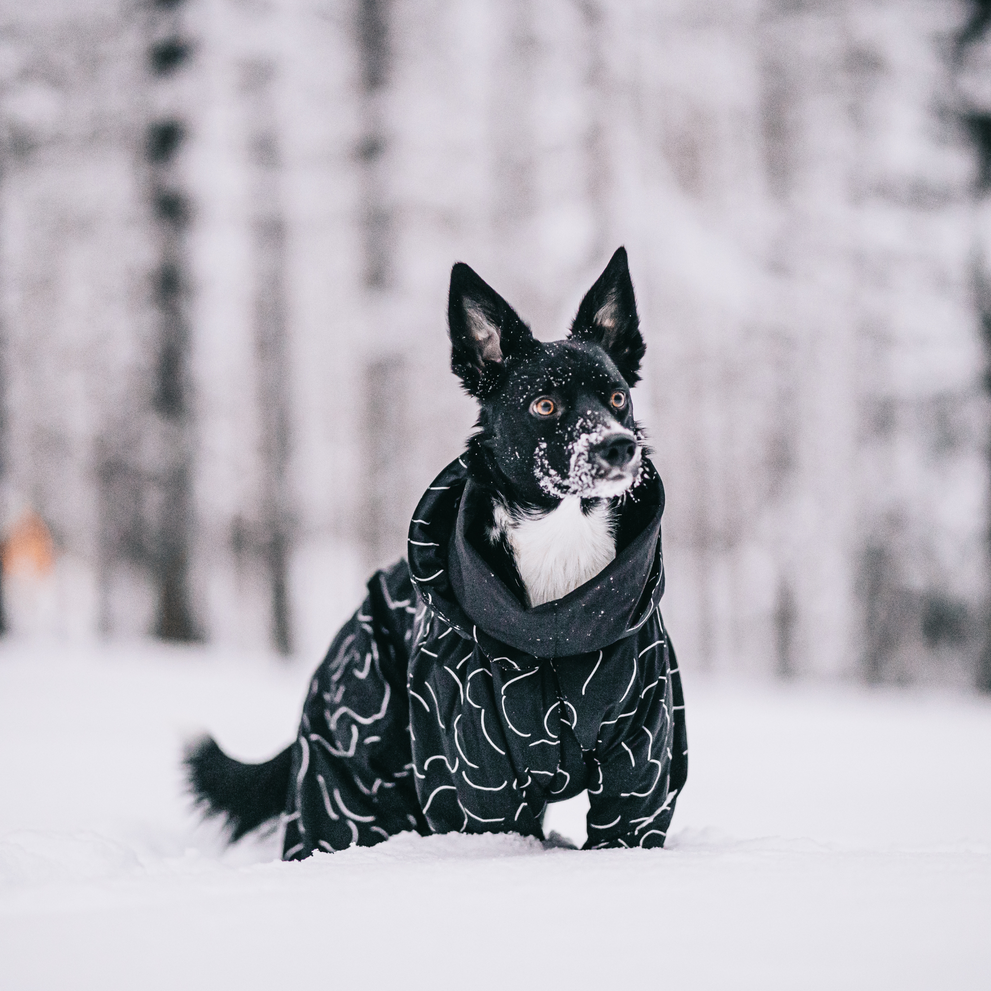 Winter Suit for Dogs PAIKKA