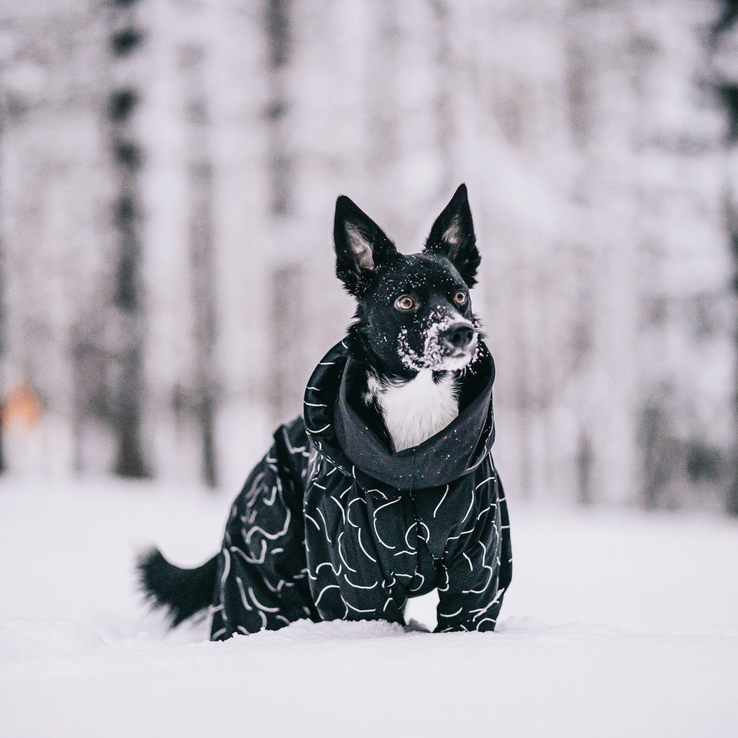 Winteranzug für Hunde